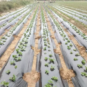 20~30 Micron Plastic Mulch Film for Agricultural Pineapple Planting