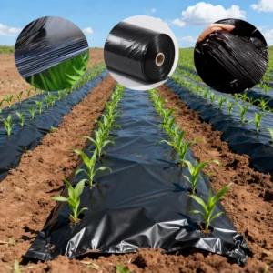 25 Micron LDPE UV Black Agricultural Plastic Mulch Film Punch Holes Long Service Life Moulding