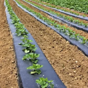 Blow Film Process Soft Compost Zero Waste Crop Cover Large Scale Open Field Row Crop Harvest Clean Soil Biodegradable Mulch