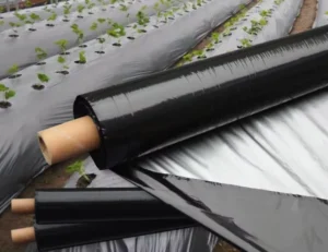 LDPE Blow Molding Agricultural Mulching Film 20micron Black UV Treated Punch Hole Mulch Film Blueberry Plastic