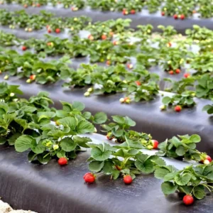 LDPE Blow Molding Mulching Film for Agricultural Use 30 60mic Black UV Treated Punch Hole Mulch Film for Blueberry