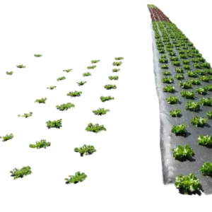 Mulching Film Black Strawberry Watermelon Vegetable Blow Molding 120g GSM 200m 300m 600m 1000m Length Biodegradable Medical