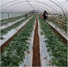 Soft Blow Molding Agricultural Film UV Resistant Horticultural Mulch Film Black Ground Cover Farming Crops Compost