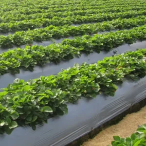 Soft Food Grade Blown Mulch Roll Custom Shape Punching Diameter 6mm Farm Use Biodegradable Mulch Film